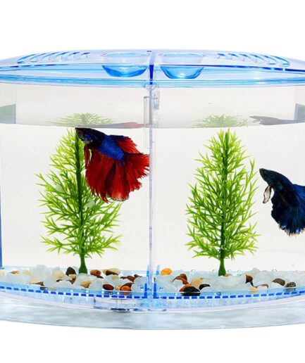 Betta Fish Tank with 2 compartments | Fighter Fish Tank with partition