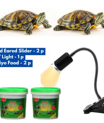 Red Eared Slider Turtle combo