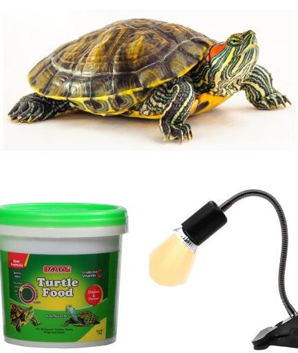 Red Eared Slider Turtle UV Light and Taiyo Food