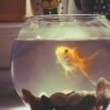 Lower pH in an Aquarium bowl