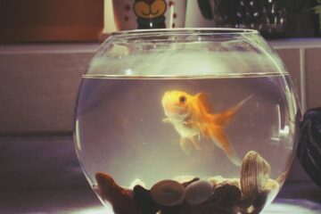 Lower pH in an Aquarium bowl
