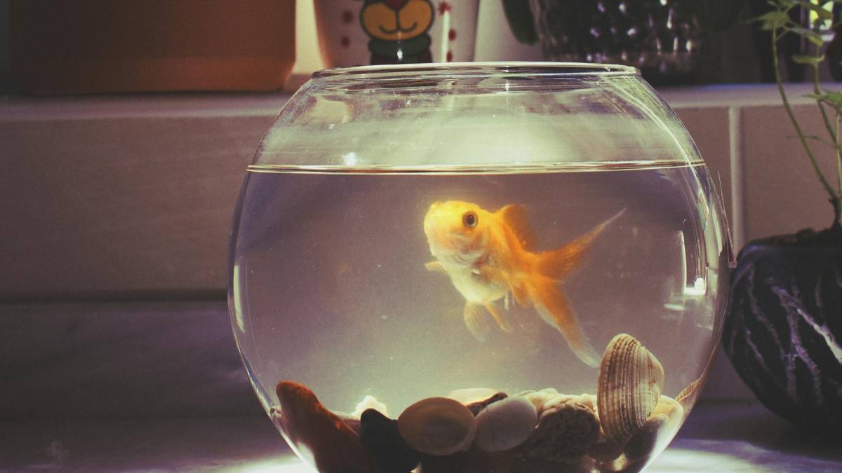 Lower pH in an Aquarium bowl