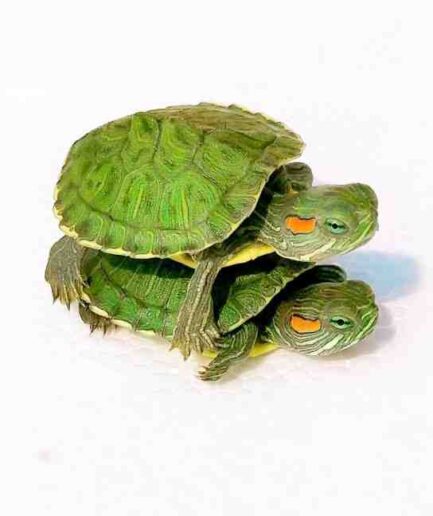 Red Eared Slider turtle for sale online in India - live pet turtle